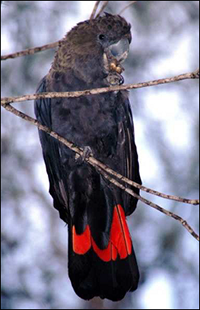 Glossy Black-Cockatoo