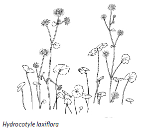 Hydrocotyle laxiflora