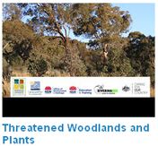 Woodland plants video
